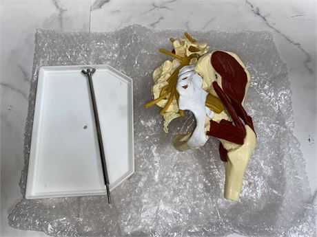 Anatomical Model with Stand